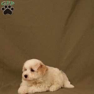 Queen, Maltipoo Puppy